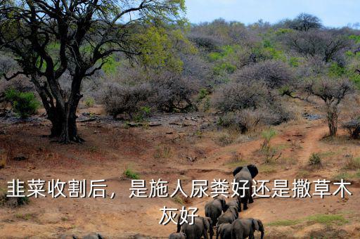韭菜收割后，是施人尿糞好還是撒草木灰好