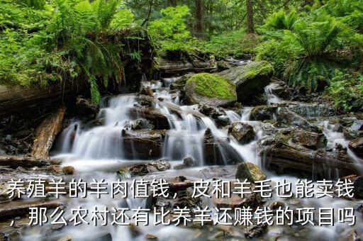 養(yǎng)殖羊的羊肉值錢(qián)，皮和羊毛也能賣(mài)錢(qián)，那么農(nóng)村還有比養(yǎng)羊還賺錢(qián)的項(xiàng)目嗎