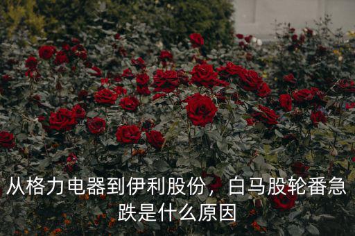 從格力電器到伊利股份，白馬股輪番急跌是什么原因
